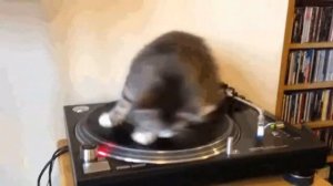 Кот крутится под крутую музыку  7 минут и 7 секунд