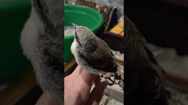 Чернолобый сорокопут Пудик, ещё совсем маленький.(Lesser grey shreik. Lanius minor)/ смотреть онлайн