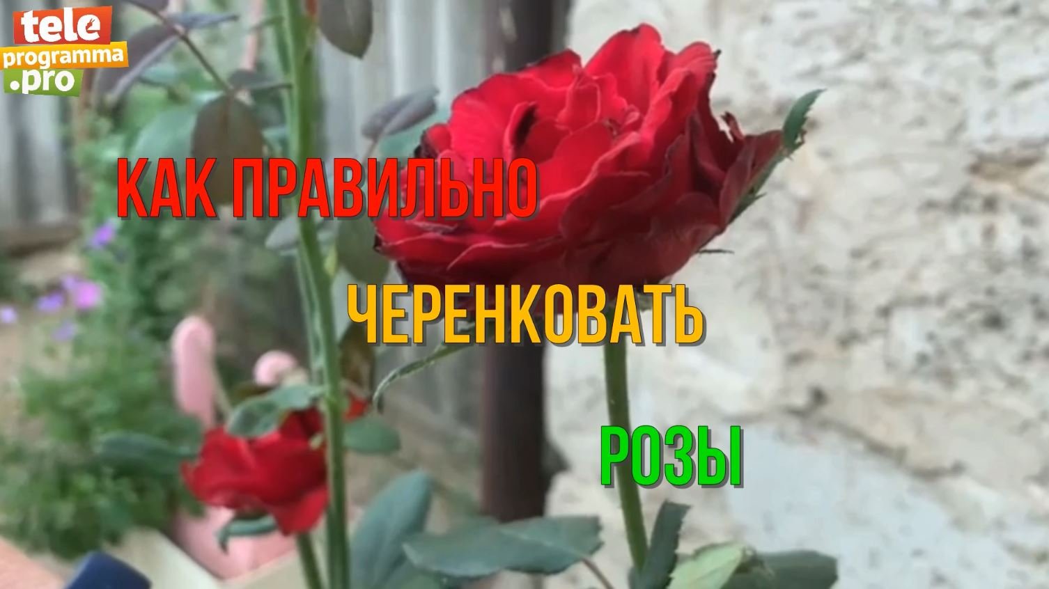 Как правильно черенковать розы - просто запомните смотреть онлайн