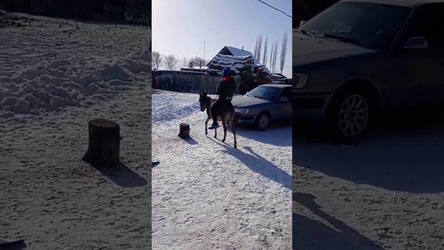 Поймай ослика и катайся. смотреть онлайн