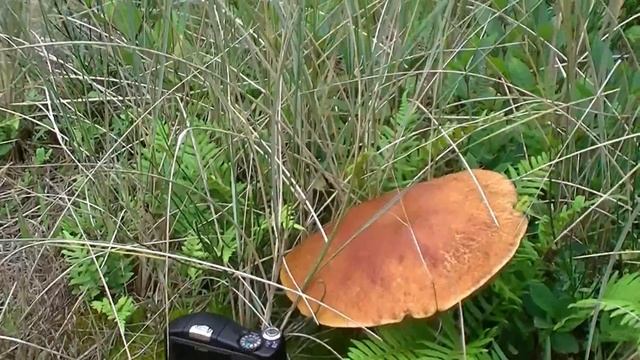Boletus. Белый гриб (109sp) смотреть онлайн