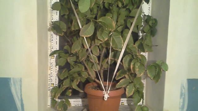 Как растет лимон, формировка кроны смотреть онлайн