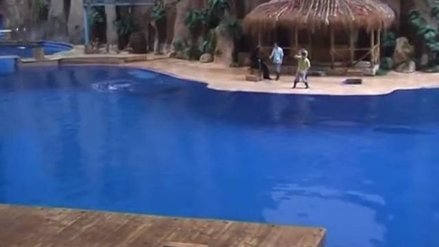 Китай Пекин Океанариум тюлень и морской лев смотреть онлайн