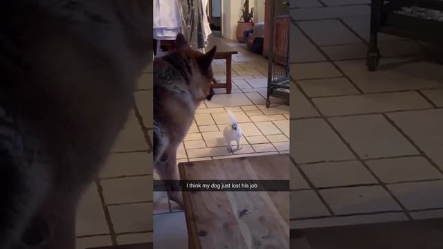 Превратился в собаку смотреть онлайн