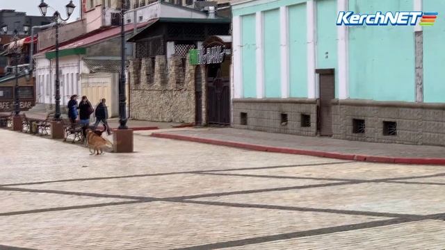 Встреча с бродячими собаками в Керчи смотреть онлайн