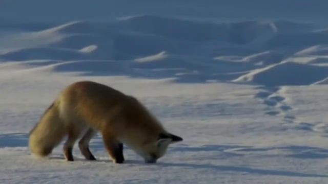 Лиса краса охотница смотреть онлайн