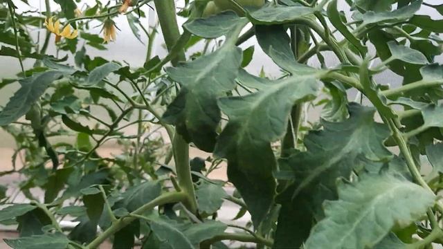 Обзор томатов 31 мая. Какие томаты завязали плоды. опять похолодание.