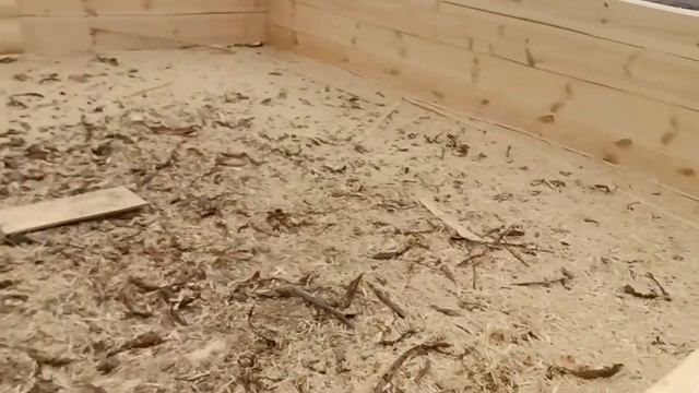 Производство сруба 4 на 6 в получашу и полулафет с верандой смотреть онлайн