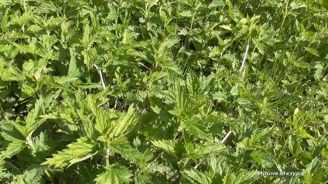 Крапива. Польза и применение крапивы. смотреть онлайн