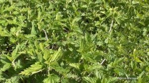 Крапива. Польза и применение крапивы.