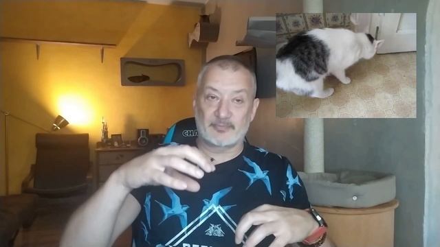 Они копают. Почему кошка закапывает еду. смотреть онлайн