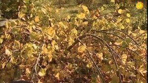 Орешник (фундук) плодоносит на участке