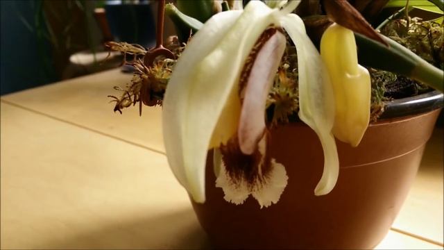 A new cross: Coelogyne Orchideengarten Joachim смотреть онлайн