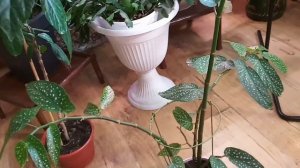 Обрезать ли бегонию тамая?