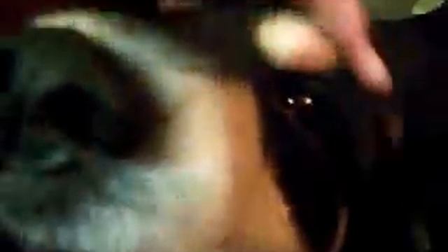 Meet Hobo dog WITHOUT cone head .. first live unrehearsed performance смотреть онлайн