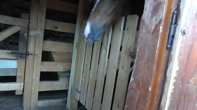 19.06.2013 г. Болгар. В музее хлеба Коня кормит Милкова 01278 смотреть онлайн