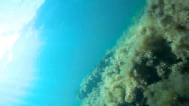 © Фауна Чёрного моря. Ловля каменного краба смотреть онлайн