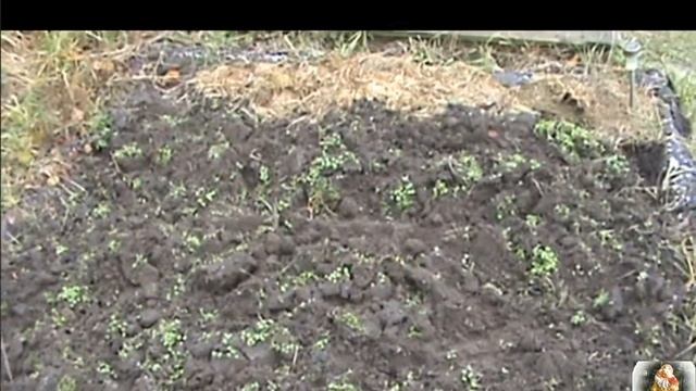 Готовим рассаду помидор черри осенью смотреть онлайн