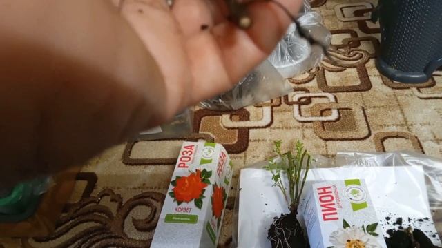 смотрим,что с розой и пионами из фикспрайса,а также плюмерия манго смотреть онлайн