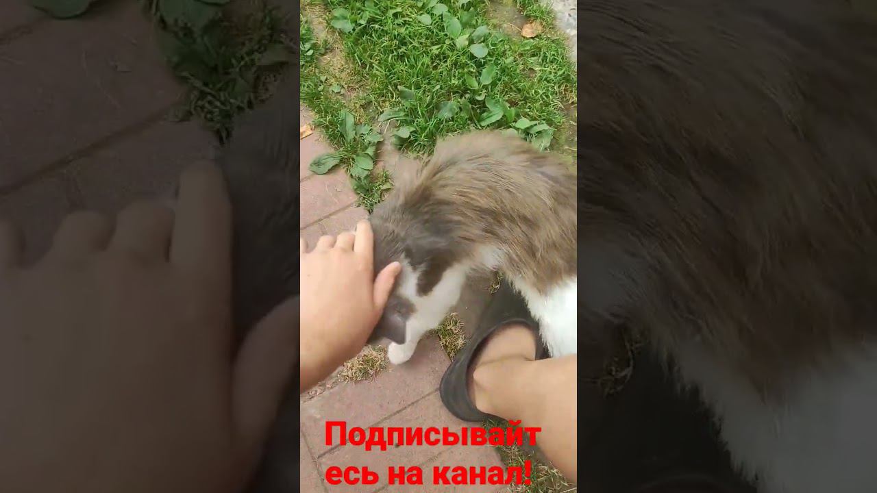 Кот Барсик! смотреть онлайн