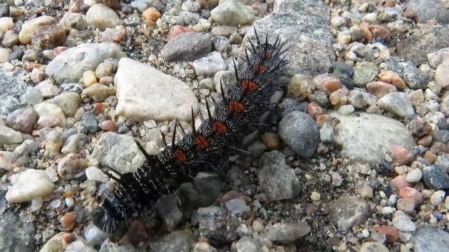 Spiny Elm Caterpillar/Mourning Cloak (Nymphalis antiopa) смотреть онлайн