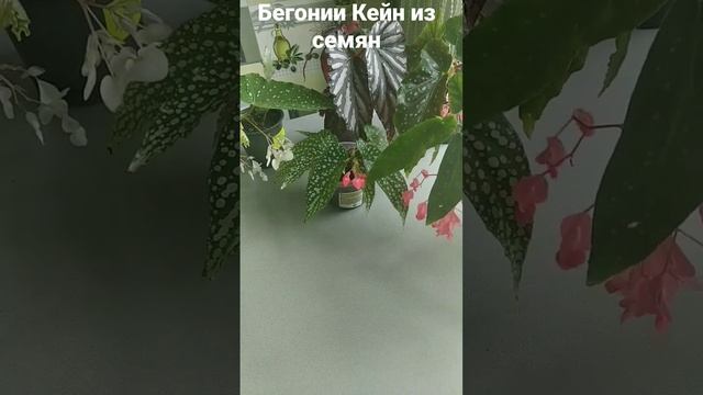 Бегонии Кейн из семян смотреть онлайн