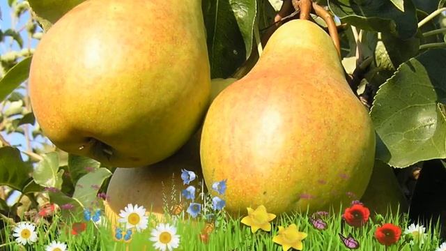 Груша обыкновенная ? Обзор: посадка и уход. крупномеры груши : описание и особенности смотреть онлайн