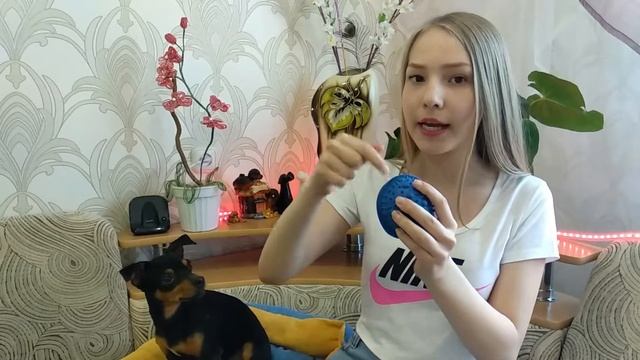 Отвлечение собаки/Как успокоить собаку/Когти, зубы, уши/Той-терьер Тайсон. смотреть онлайн