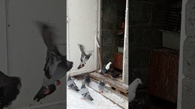 Спортивные голуби.Sports pigeons. смотреть онлайн