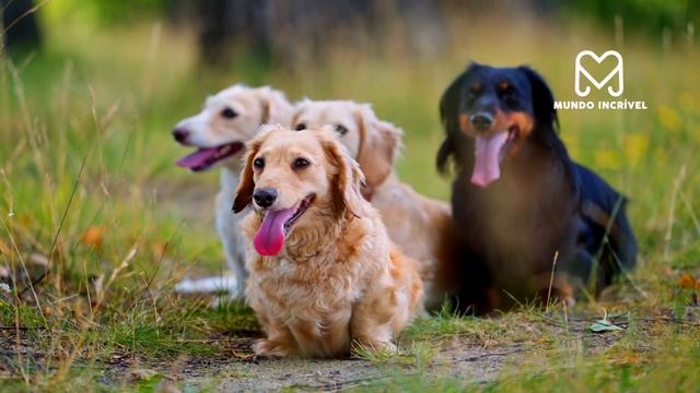 A ÁGUIA ATACOU O CACHORRO ERRADO E SE DEU MAL смотреть онлайн