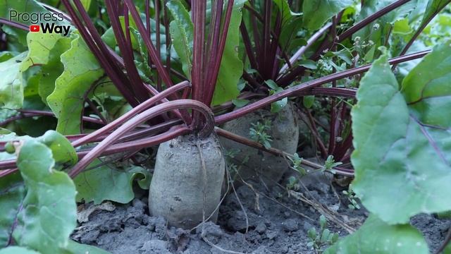 Осенью На Грядку Под Огурцы Будущего Года Добавляю Интересный Ингридиент! Урожайность Возрастает х3 смотреть онлайн