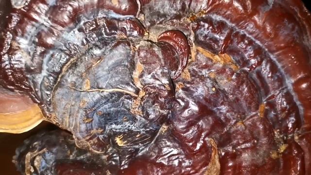 Ganoderma Applanatum смотреть онлайн