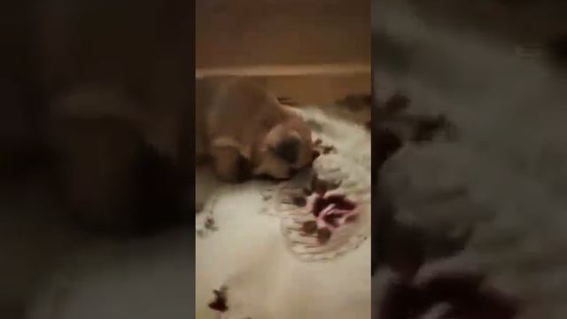 Щеночки французского бульдога😻 смотреть онлайн