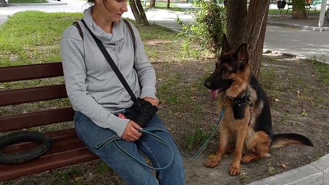 281. Управляемая городская собака. смотреть онлайн