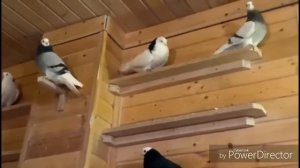 Пермские голуби, Евгений.