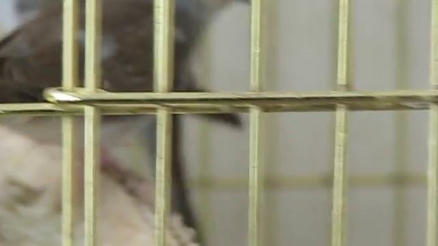 Содержание бриллиантовых горлиц смотреть онлайн