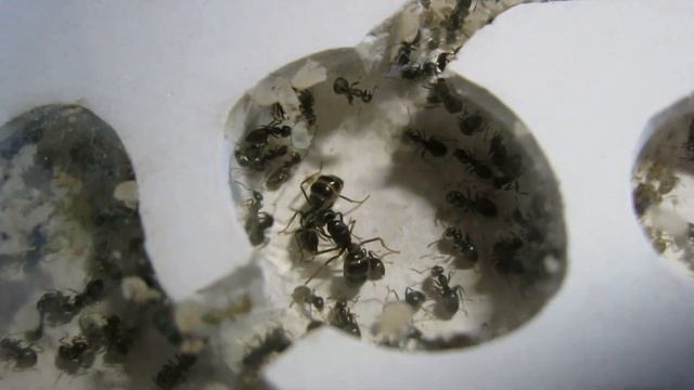 Lasius fuliginosus. Попытка создания двухматочной колонии. смотреть онлайн