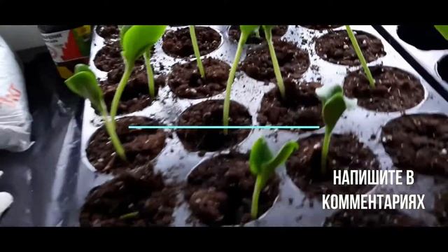 Рассада огурцов! ВЯНЕТ! Срочно нужен ваш совет, пожалуйста! смотреть онлайн