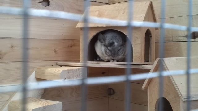 шиншиллы спят))) смотреть онлайн