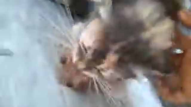 психанутая кошка смотреть онлайн