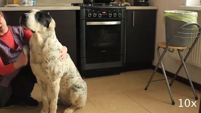 Посещение груминг студии "Лилу" Всеволожск, Южный смотреть онлайн