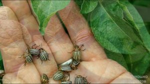 Простой Способ Как Избавиться от Колорадского Жука без Химии Супер Средство от Колорадского Жука