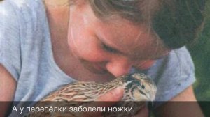 Перепёлочка Белорусская народная песня