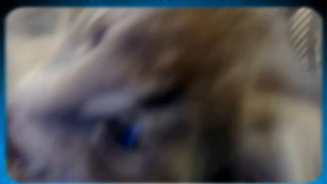 Ангелочки из подвала - Анжелика и Маркиз. Вы о них давно мечтали - Забирайте наш сюрприз! смотреть онлайн