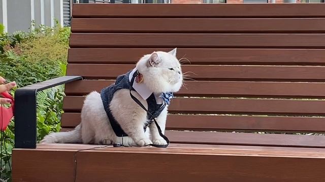 Ariel Caracat and Apollo on a date смотреть онлайн