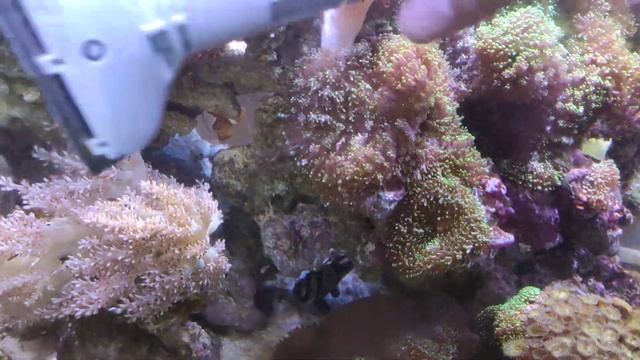 Как часто я чисчу стекла в морском аквариуме смотреть онлайн