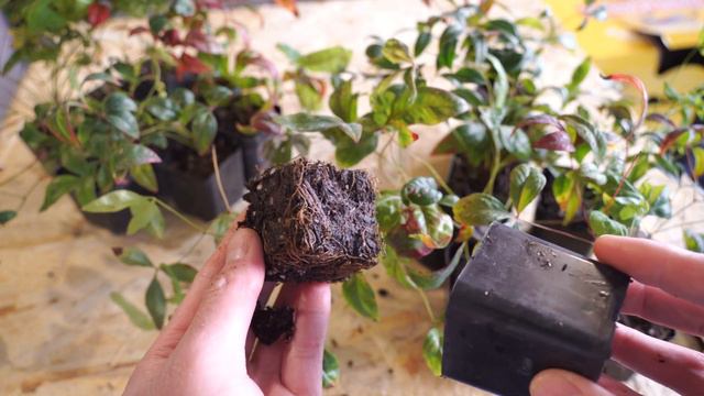 Calamansi / Calamondin Seeds & Firepower Nandina [May 2022, Plant Unboxing, 4K ASMR] смотреть онлайн