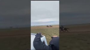 скачки рысаки и иноходцы