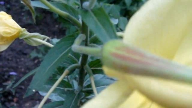 Лунный цветок Энотера раскрывается прямо на глазах смотреть онлайн