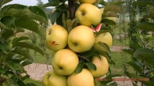 Яблоня колоновидная Диалог (malus) ? яблоня Диалог обзор: как сажать саженцы яблони Диалог